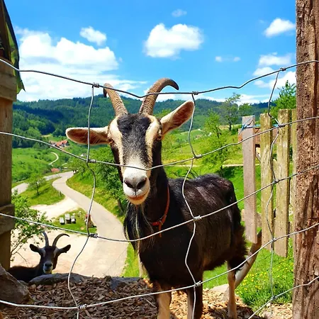 Fischer Апартаменты Зеебах